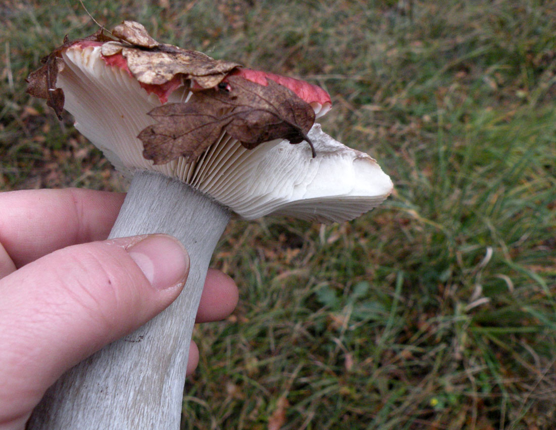 Nei boschi di Ulderico